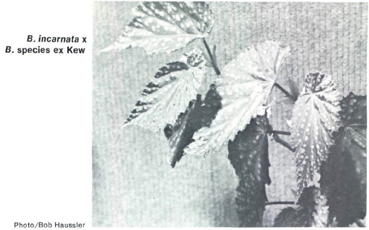 B. ‘(incarnata x chlorosticta)’